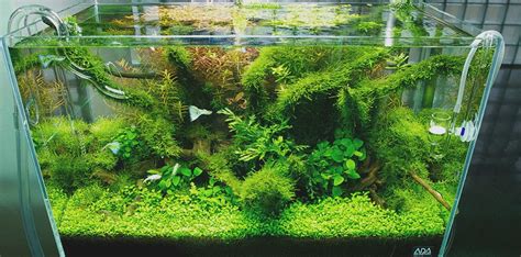 10,758 likes · 1,254 talking about this. Nature style Aquascape | Interior Design Ideas.