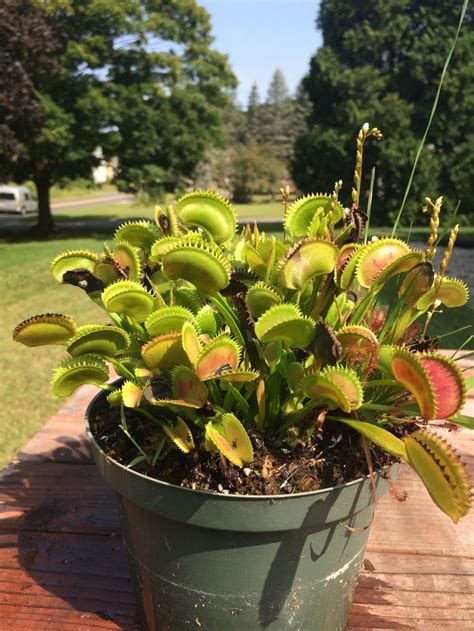 Venus Flytrap 'Dente' | Plants, Venus fly trap, Carnivorous plants