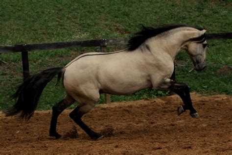 However, there are distinct differences, some genetic and some you can spot visually. Dunskin- dun and buckskin. Looks like a buttermilk buckskin with dun factor. | Shades of Dun ...
