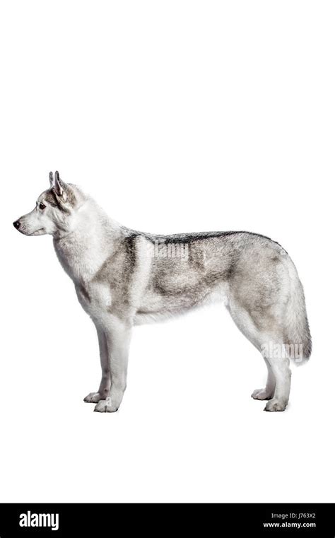 Female Siberian Husky Cut Out Stock Images Pictures Alamy