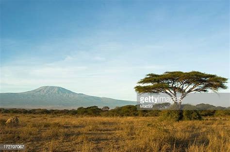 Savane Africaine Photos Et Images De Collection Getty Images