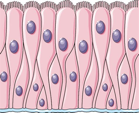 Pseudostratified Columnar Epithelium Servier Medical Art