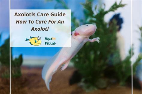 Axolotl Care Sheet Axolotl Care Axolotl Axolotl Pet Sexiz Pix