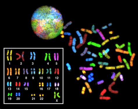 The growth and division of different cell populations are regulated in different ways, but the basic mechanisms are similar throughout multicellular organisms. Cell Division: Mitosis and Meiosis | Owlcation