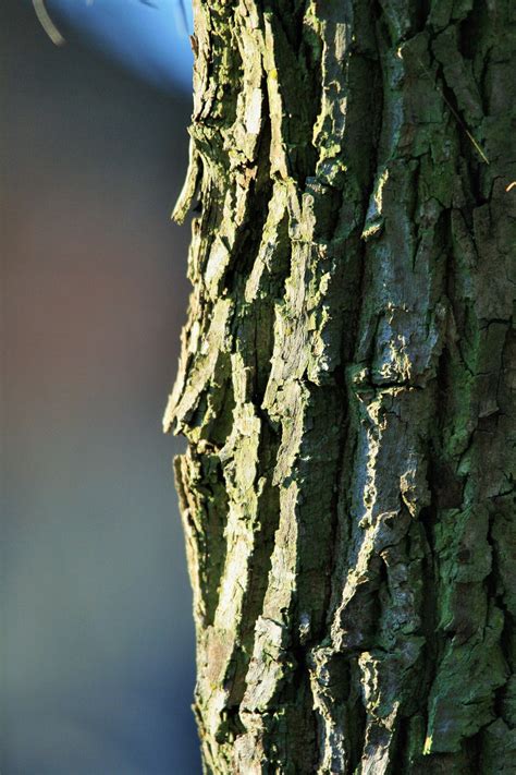 Bark Close Up Free Stock Photo Public Domain Pictures