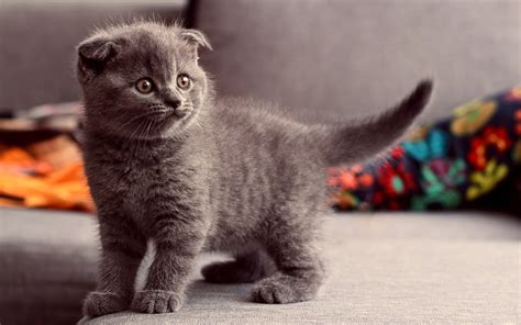 Cat Scottish Fold Animals Wallpapers Hd Desktop And Mobile Backgrounds
