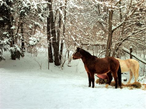 Free Images Snow Winter Rural Weather Season Horses Farms