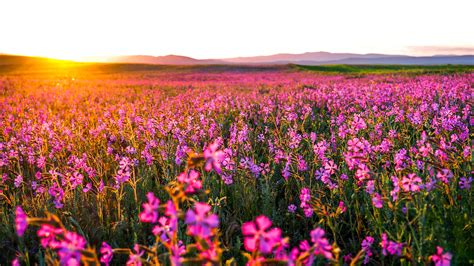 Sunrise Field With Pink Flowers In The Early Morning Hd Wallpaper