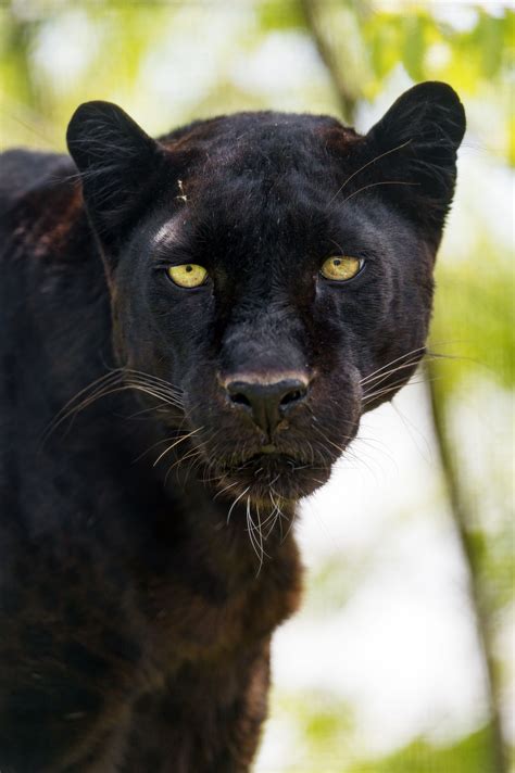 Serious Blacky Black Jaguar Cat Species Black Panther Face