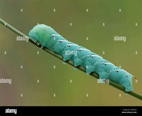 Tobacco Hornworm Crawling On A Plant Stem This Is The Caterpillar Of