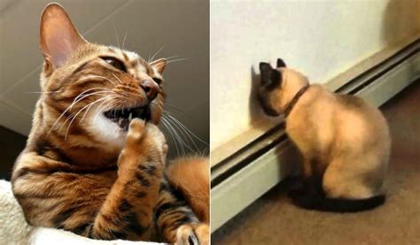 Why Do Cats Do That Weird Cat Behaviors Explained Worldation Cat