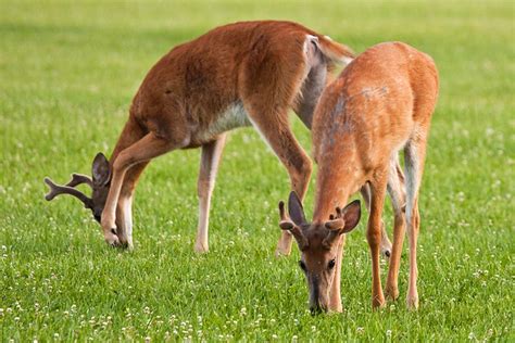 Grazing Bucks Whitetail Deer Lake Erie Metro Park Michigan By