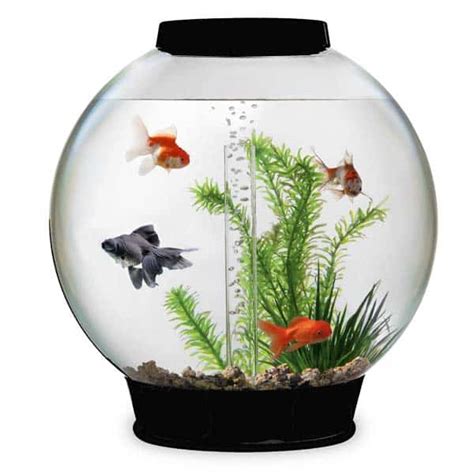 Tahap selanjutnya dalam rangkaian cara membuat aquarium adalah memotong material kaca sesuai dengan desain yang sudah dirancang. 12 Tips Memelihara Ikan di Akuarium Mini - ArenaHewan.com