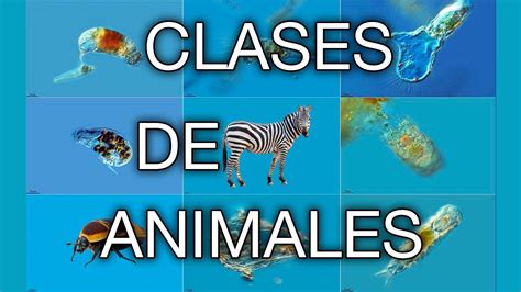 ¿cuantas Especies De Animales Hay Open Ai Lab