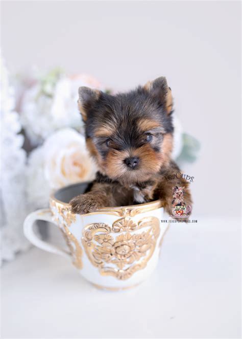 Cute Yorkie Female Teacup Puppies And Boutique