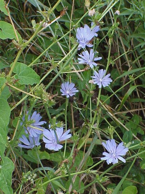 Chicory A Great Roadside Wildflower Friesner Herbarium Blog About