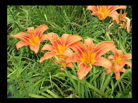 Check spelling or type a new query. North Carolina flowers by catinthetardis on DeviantArt