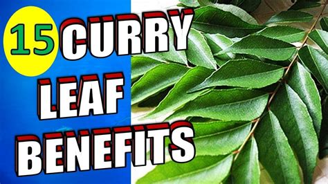 A simple homemade hair pack made with curry leaves is very good for promoting hair growth and arresting hair fall. 15 Incredible Benefits of Curry Leaves For Hair, Weight ...