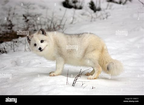 Arctic fox, white fox, polar fox or snow fox (Vulpes lagopus formerly