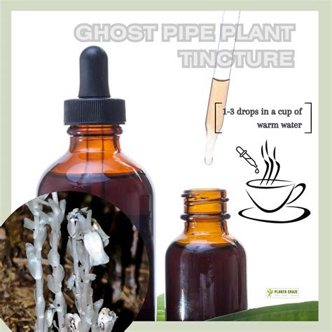 How To Take Ghost Pipe Tincture With Preparation Steps