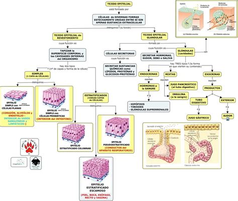 Mapa Mental Tecido Epitelial Tecido Epitelial Histologia Citologia Images