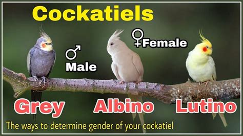 How To Tell The Gender Of Your Cockatiels Lutino Grey Albino Cockatiels Male Female