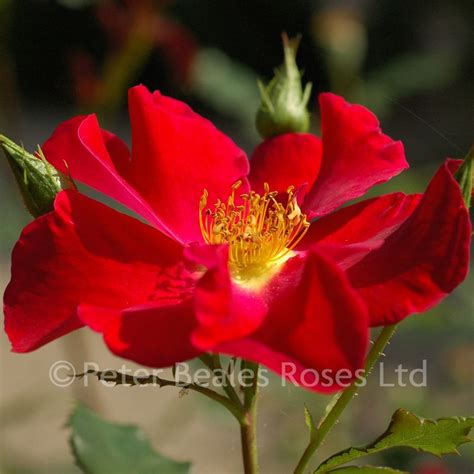 Peter Beales Shrub Rose Peter Beales Roses The World Leaders In