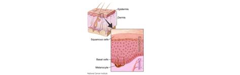 Anatomy Of The Skin Showing The Epidermis Dermis And Subcutaneous