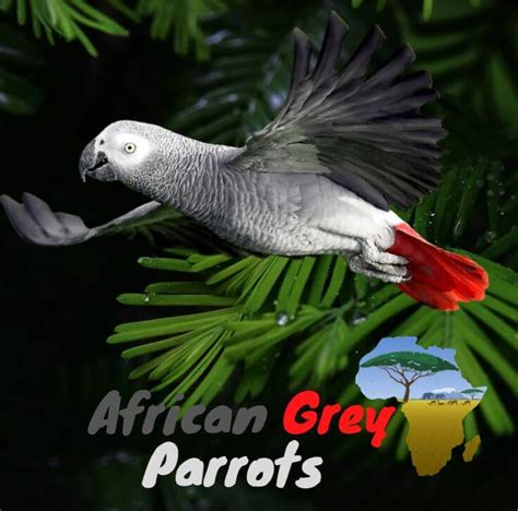African Grey Parrots Health Diet Personality And Care
