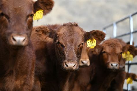 Welcome To The Feedlot Best Practices For Managing Newly Received Feeder Calves Unl Beef