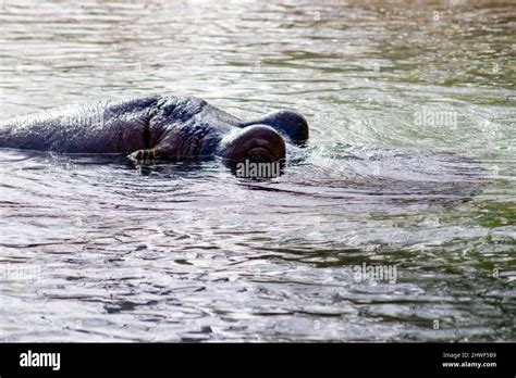 The Hippopotamus Amphibius Also Called The Hippo Common Hippopotamus