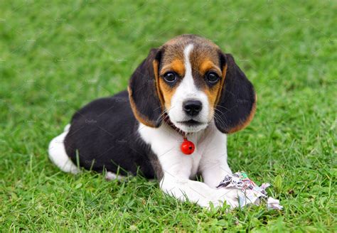 A Small Beagle Puppy Sitting In The Grass