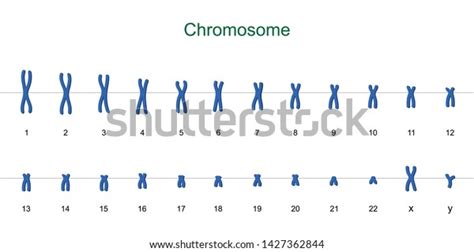 Vektor Stok Human Karyotype Autosomes Sex Chromosome Tanpa Royalti