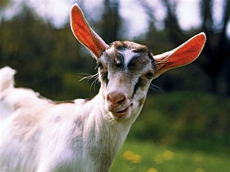 Brave arunachalee woman slaughtering the beast single handedly. Chinese Woman Killing A Goat - Telling other users to hurt or kill themselves in any form is ...