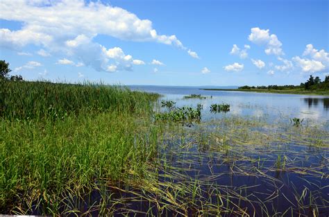 Gogebic Taconite States the Obvious: Iron Mine in Pristine Wetlands is