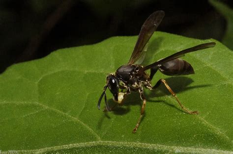 Marimbondo Ou Vespa Ordem Hymenoptera Família Vespidae Flickr