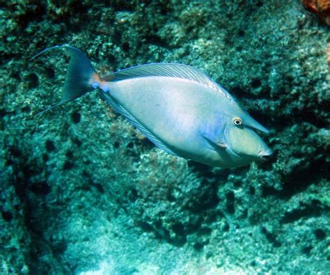 How Are Coral Reef Fish Doing In Hawaiʻi Noaa Fisheries