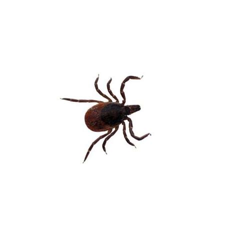 Black Legged Tick Habits And Behavior Active Pest Control