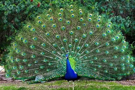 Peacock is nbcuniversal's streaming video service, with free and paid subscription tiers available to access its content. A Peacock's Tail May Not Be the Reason It Can't Fly | SiOWfa14 Science in Our World: Certainty ...