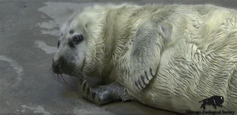 Adorableness Alert Gray Seal Pup Born At Brookfield Zoo Awesome Ocean