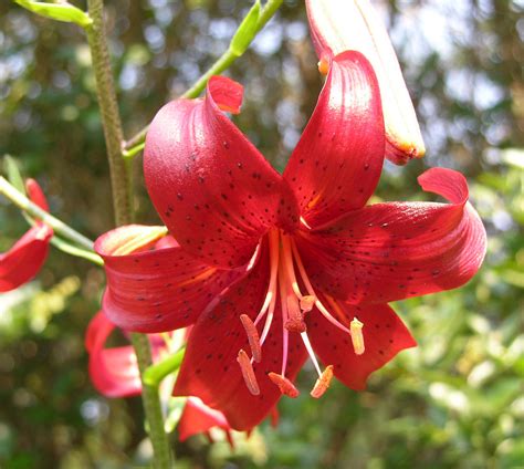 Buy Lilium Lancifolium Tiger Lily Red Plant Plantslive