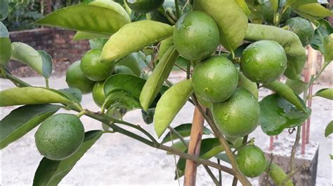 Mosambi Lemon Tree Plantation Andfruit Collectমৌসুম্বী লেবু গাছ