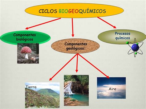 Ciclos Biogeoquimicos Mercedes Gutierrez Perez Desarrollo Sustentable