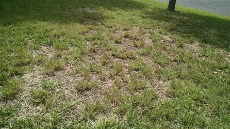 When should i dethatch my centipede lawn. Help with Common Lawn Problems | Turner ACE Hardware