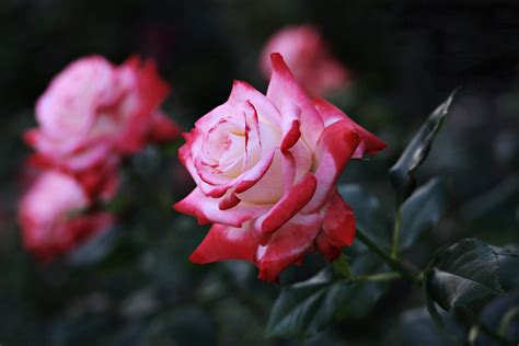 Two Tone Roses 4k Ultra Hd Wallpaper Background Image 3840x2567