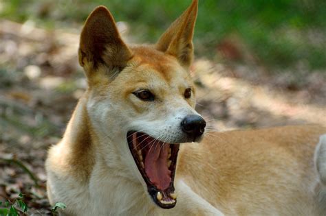 Are Dingoes Allowed In The Us