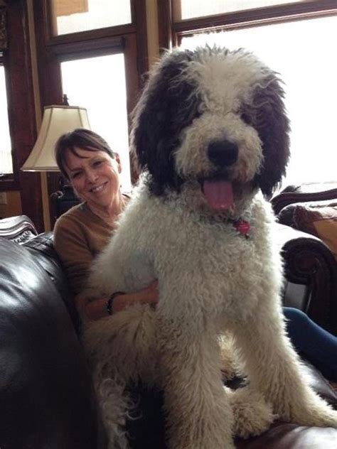 Check spelling or type a new query. Great Dane + Poodle = Great Doodle | Poodle cross breeds ...