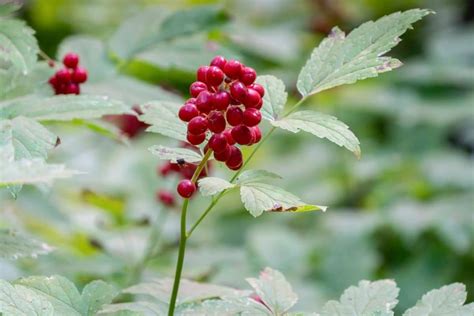 How To Grow And Care For Baneberry Plant Actaea Florgeous