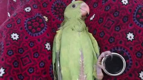 Indian Ringneck Parrot Baby Day 3 Youtube
