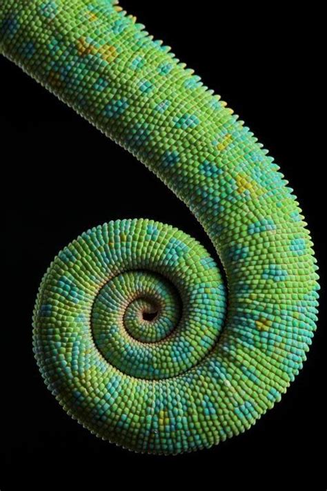 Cameleon Spiral Photography Pinterest Spiral Chameleons And Reptiles